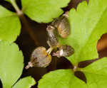 Dwarf ginseng